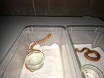 Hognose 100 het lucy, Dieren en Toebehoren, Slang