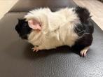 Cavia, Dieren en Toebehoren, Knaagdieren, Cavia, December, Vrouwelijk, Tam