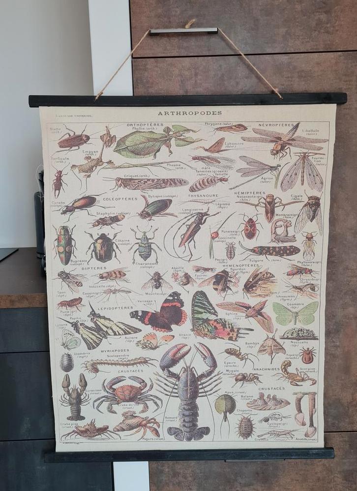 Canvas hanger  - Dieren - Z.G.A.N., Huis en Inrichting, Woonaccessoires | Wanddecoraties, Zo goed als nieuw, Ophalen of Verzenden