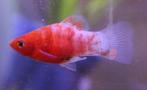 Platy "Mix", Vis, Zoetwatervis