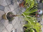 tk mooie palm bieden, Tuin en Terras, Bloeit niet, 100 tot 250 cm, Palmboom, Ophalen