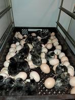 noord Hollandse blauwe kuikens hanen en hennen, Meerdere dieren, Kip