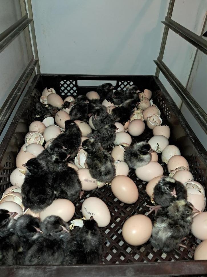 noord Hollandse blauwe kuikens hanen en hennen, Dieren en Toebehoren, Pluimvee, Kip, Meerdere dieren