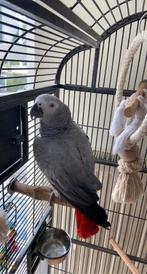 Grijze Roodstaart ophalen!, Dieren en Toebehoren, Meerdere dieren, Papegaai, Tam