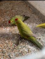 Kakariki kakarikis, Dieren en Toebehoren, Vogels | Parkieten en Papegaaien, Meerdere dieren, Parkiet, Geringd