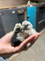 USA zijdehoentjes te koop, Dieren en Toebehoren, Vrouwelijk, Kip