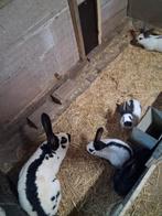 Jonge lotharinger konijnen, Meerdere dieren, Groot, 0 tot 2 jaar