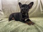 Franse bulldog pups uit geteste ouders, CDV (hondenziekte), 8 tot 15 weken, Bulldog, Meerdere