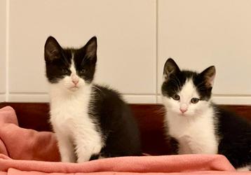 Laatse 2 kittens uit het nest 9 weken oud beschikbaar voor biedingen
