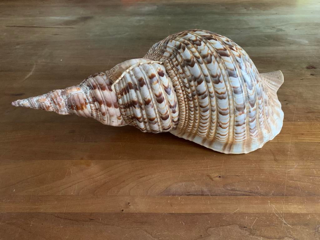 Grote Triton Schelp XL (40 cm), Overige materialen, Gebruikt, Schaal, Ophalen of Verzenden