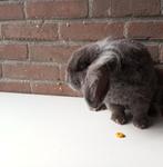 Dwerg hangoor ram, Dieren en Toebehoren, Konijnen