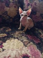 Devon Rex kitten, Dieren en Toebehoren, Poes, Gechipt, 0 tot 2 jaar