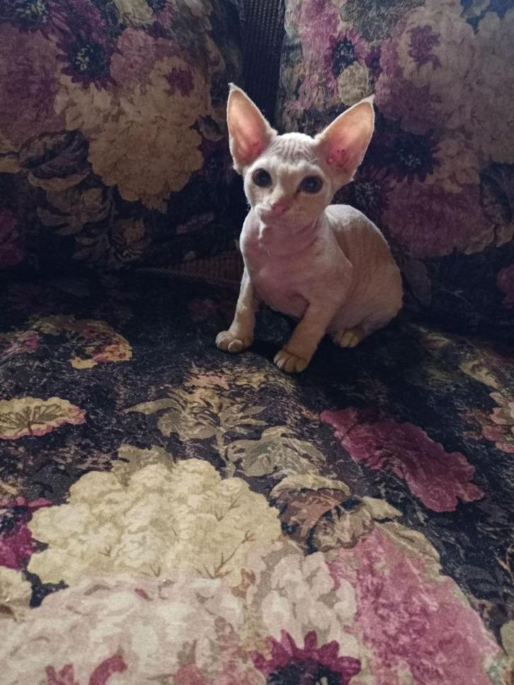 Devon Rex kitten, Dieren en Toebehoren, Katten en Kittens | Raskatten | Korthaar, Poes, 0 tot 2 jaar, Gechipt, Ontwormd, Ingeënt