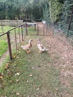Overberger Eenden, Dieren en Toebehoren, Pluimvee, Meerdere dieren, Eend
