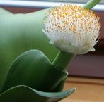 Poederkwast kamerplant (Haemanthus albiflos); 3 potjes, Huis en Inrichting, Kamerplanten, Ophalen, Halfschaduw, In pot, Minder dan 100 cm