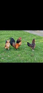 Broedeieren antwerpse baardkrielen, Dieren en Toebehoren, Pluimvee, Geslacht onbekend, Kip