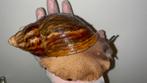 Archachatina marginata ovum XXL, Dieren en Toebehoren, Reptielen en Amfibieën, Overige soorten, Tam, 3 tot 6 jaar