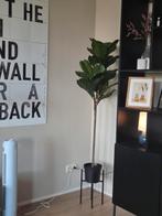 Kunstplant Ficus Lyrata - Zo goed als nieuw, Ophalen, Zo goed als nieuw, Binnen