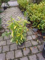 Laurierstruiken 60-80cm - 30 stuks, Bloeit niet, Halfschaduw, Overige soorten, Minder dan 100 cm