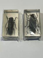 Insecten in acrylhars, Verzamelen, Dierenverzamelingen, Ophalen of Verzenden, Nieuw, Opgezet dier
