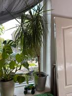 Grote Palm in Gietijzeren Pot, Ophalen, Palm, Halfschaduw, In pot