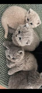 Britse korthaar kittens, Dieren en Toebehoren, Katten en Kittens | Raskatten | Korthaar, Meerdere dieren, Ontwormd, 0 tot 2 jaar