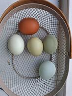 Broedeieren Kleurige Kippeneieren, Dieren en Toebehoren, Pluimvee | Toebehoren, Ophalen of Verzenden, Nieuw