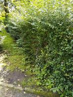 Tuinman/hovenier/tuinhulp gezocht aangeboden