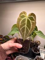 Anthurium crystallinum silver/ red spiderXforgetti, Huis en Inrichting, Kamerplanten, Ophalen of Verzenden, Halfschaduw, Minder dan 100 cm