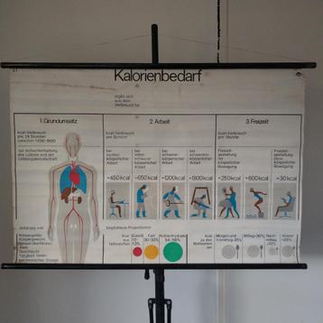 Schoolplaat Calorieënverbruik beschikbaar voor biedingen