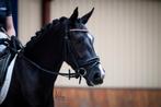 Bijna 4 jarige D pony merrie, Dieren en Toebehoren, Merrie, Gechipt, Zadelmak, 3 tot 6 jaar