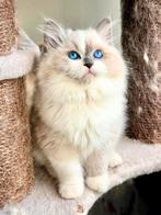 Ragdoll Kittens van Aydın SK-Met Stamboom & Veel Liefde fok, Dieren en Toebehoren, Katten en Kittens | Raskatten | Langhaar, Meerdere dieren