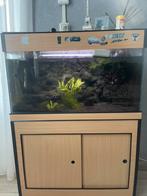 Aquarium met vissen, Vis