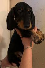 Knap ruwhaar dwerg kaninchen teckel reu met FCI stamboom, Rabiës (hondsdolheid), 15 weken tot 1 jaar, Reu, Dwerg