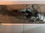 Mooi Aquarium wit inclusief filter, verwarming en bodemgrind, Ophalen, Leeg aquarium