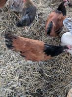 Vorwerk, Vrouwelijk, Kip