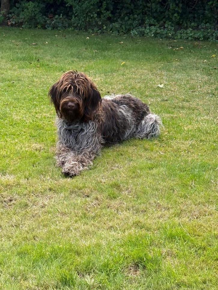 Jonge duitse staande Draadhaar x Český Fousek, Dieren en Toebehoren, Honden | Setters en Staande honden, Teef, Duitse Staande hond