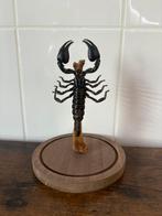 Opgezette schorpioen in een stolp, Verzamelen, Ophalen of Verzenden, Nieuw, Overige soorten, Opgezet dier