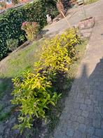 Gratis oleander en andere soorten, Ophalen