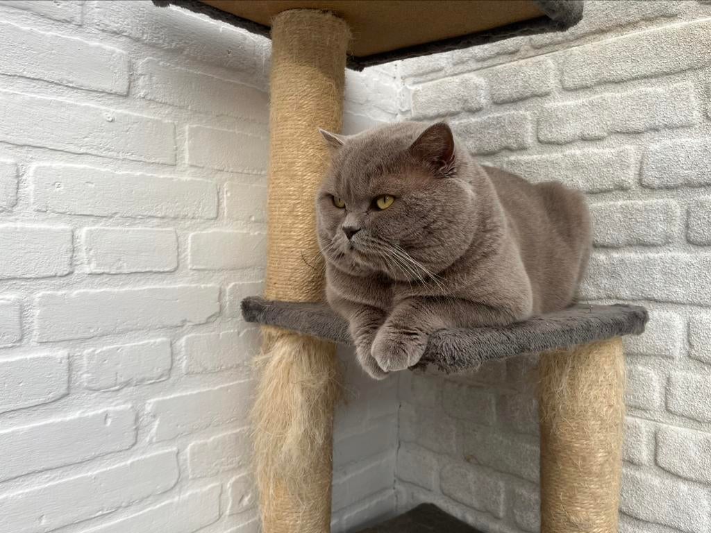 Dekkater Britse korthaar.Pati, Dieren en Toebehoren, Katten en Kittens | Dekkaters