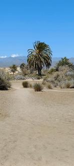 Retourticket Eindhoven - Gran Canaria, Tickets en Kaartjes, Eén persoon, Vliegtuig, Buitenland, Met bestemming of datum