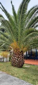 Makkelijk kiemende palmboom zaden, Tuin en Terras, Bloembollen en Zaden, Gehele jaar, Ophalen, Zaad, Volle zon