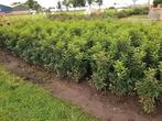 Portugese laurier 60 tm 130 Prunus lusitanica angustifolia, Tuin en Terras, Planten | Struiken en Hagen, Ophalen, Laurier, Struik