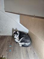 Husky's zijn op zoek naar een nieuw huis., Dieren en Toebehoren, 8 tot 15 weken, Meerdere, Meerdere dieren, Nederland