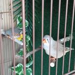 mooie zebra vinken  , mannetje  en vrouwtje., Dieren en Toebehoren, Vogels | Overige Vogels, Meerdere dieren