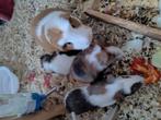 Baby cavia's, Dieren en Toebehoren, Knaagdieren, Augustus, Meerdere dieren, Overige typen