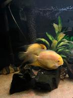 Heros Severum koppel, Dieren en Toebehoren, Vissen | Aquariumvissen, Vis