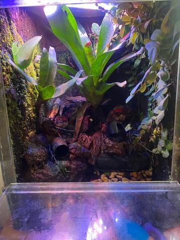 Paludarium met bicolor gifkikkers beschikbaar voor biedingen