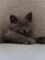 Britse Korthaar kittens, Poes, Ontwormd, 0 tot 2 jaar
