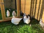 Witte mondaine duiven, Dieren en Toebehoren, Vogels | Duiven, Meerdere dieren, Overige soorten